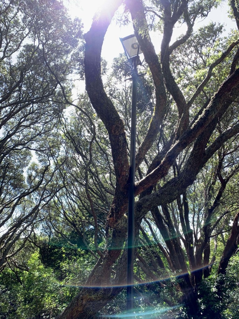 Photo of a large tree’s branches ground around a lamp post, pushing into it. 