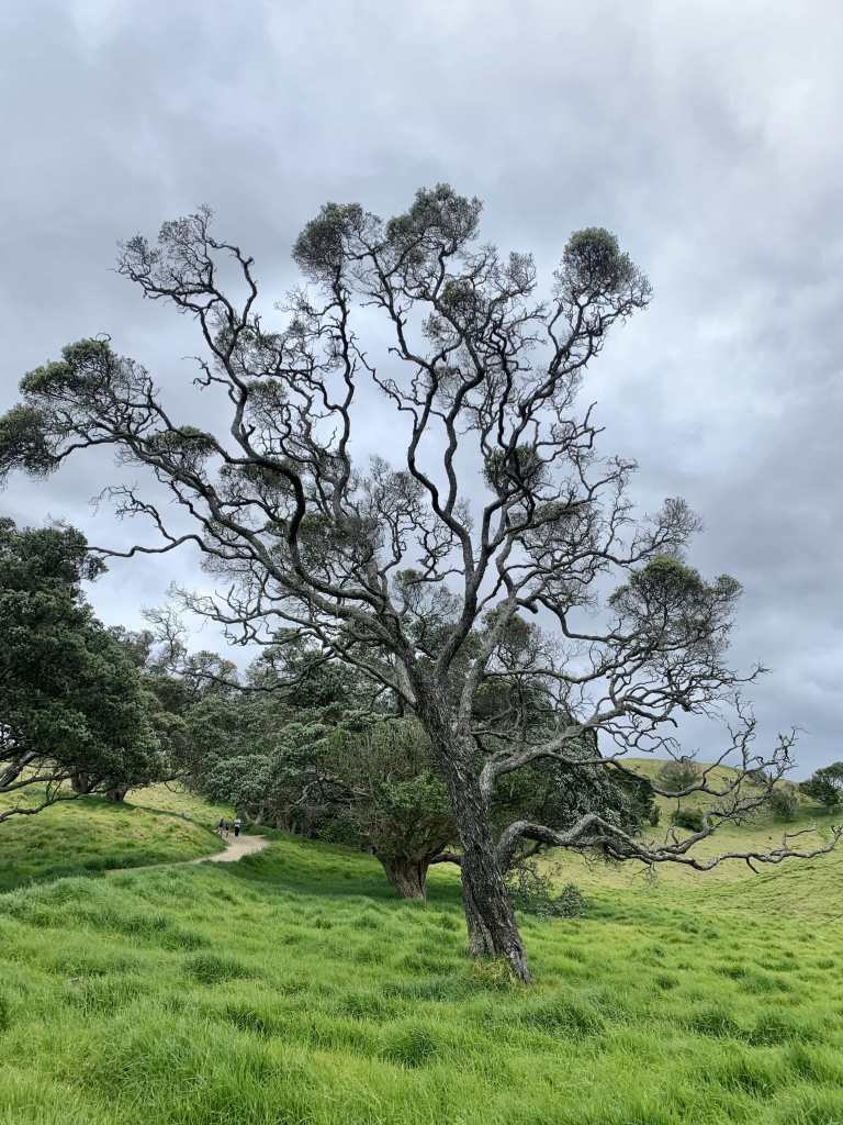 photo of a tree, its slender branches sprawled