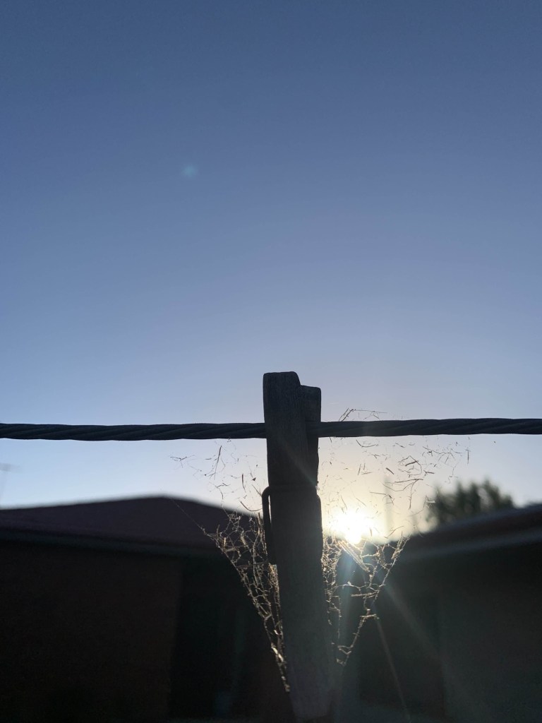 Close up photo of a peg on a clothes line, with a spider’s web around it, with the sun setting behind the pen and the web. 