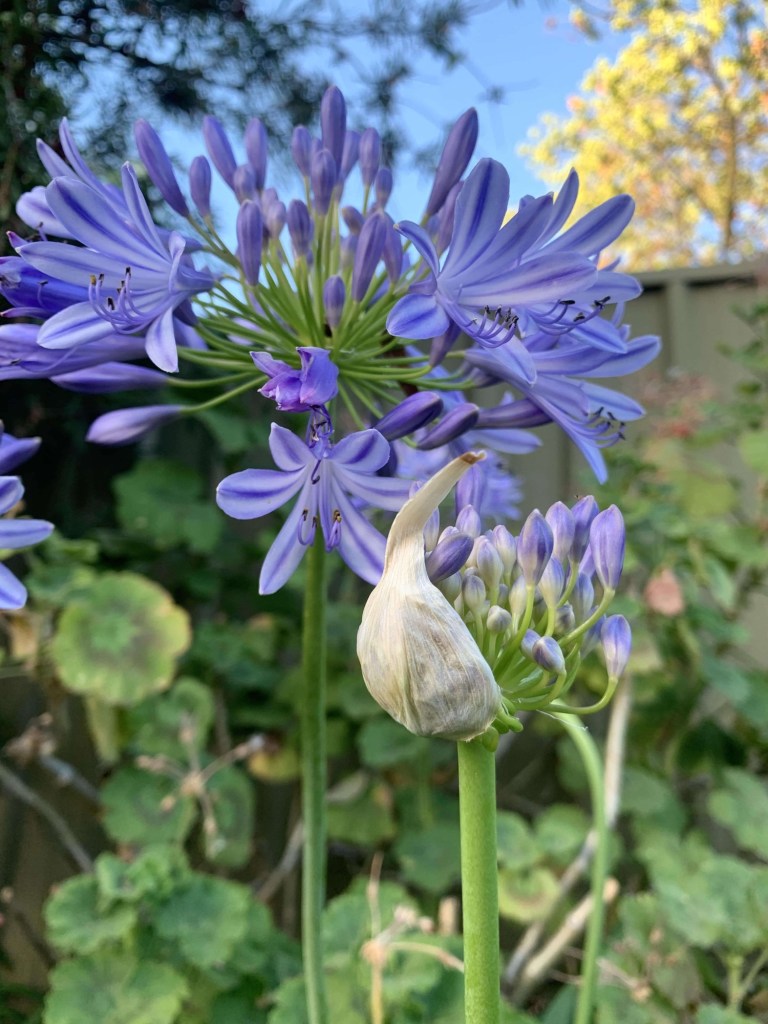 Close up photo of a bush of purple agapanthus, with a new bud about to emerge. 