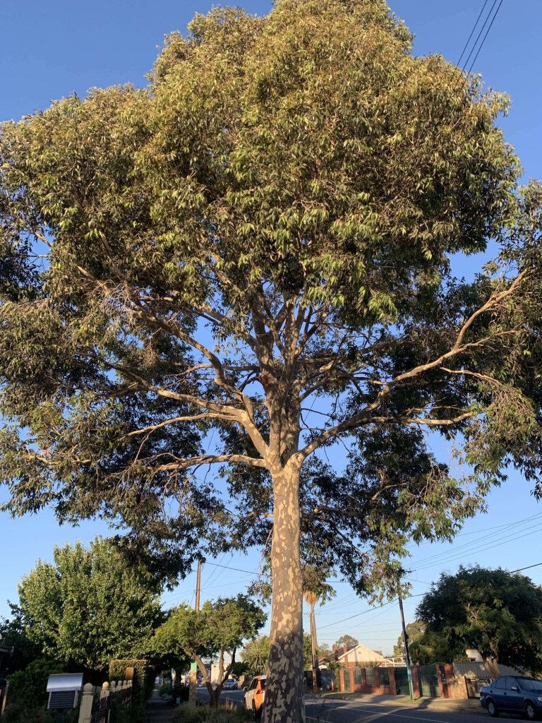 Photo of a massive old tree with the summer sun falling on its trunk and canopy on a hot, blue-sky day. 