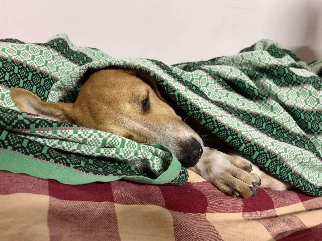 Close up photo of a puppy, rugged up, sleeping on a bed.