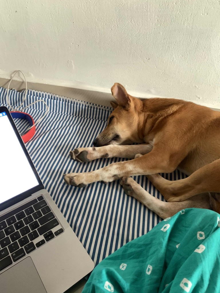 Photo of a dog sleeping beside a human’s leg with a laptop partly visible on the photo. 