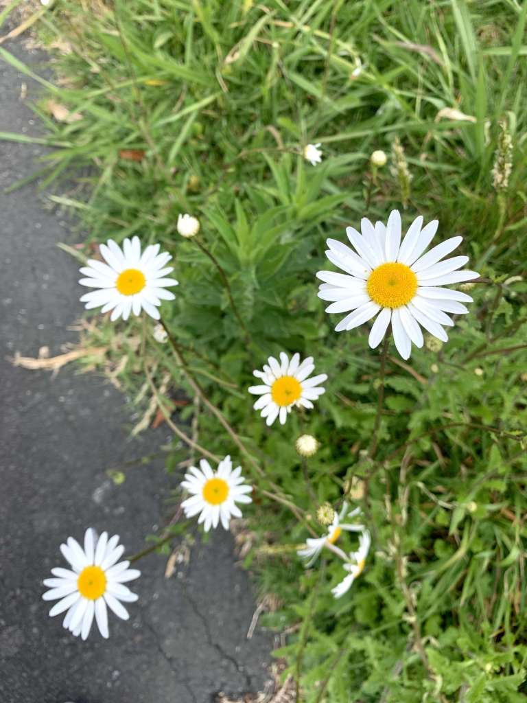 close up photo of a small bunch of yellow and white daisies on the sidewalk