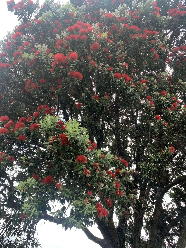 Photo of a Pōhutakawa tree.