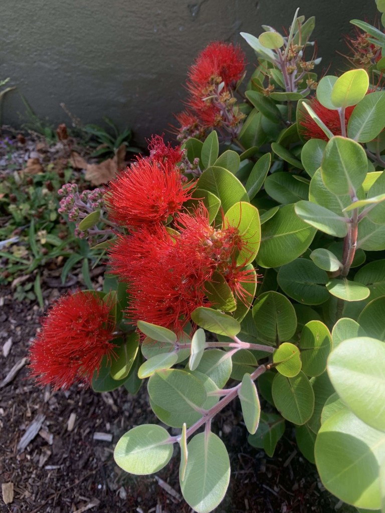 Close up photo of a bush of Pōhutukawa. 