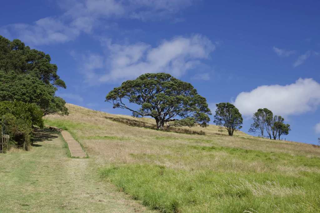 photo of green trees on an old volcanic mountain