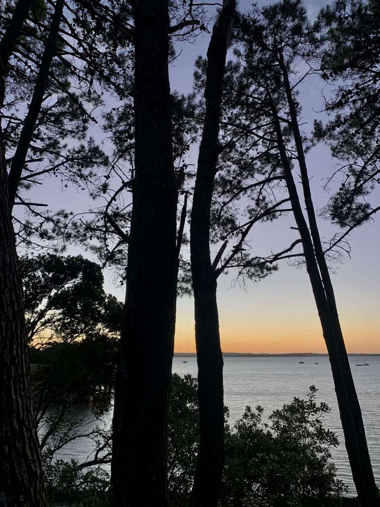 Distant silhouette of a boat on the ocean, as the sun sets behind it, framed between two pine tree trunks