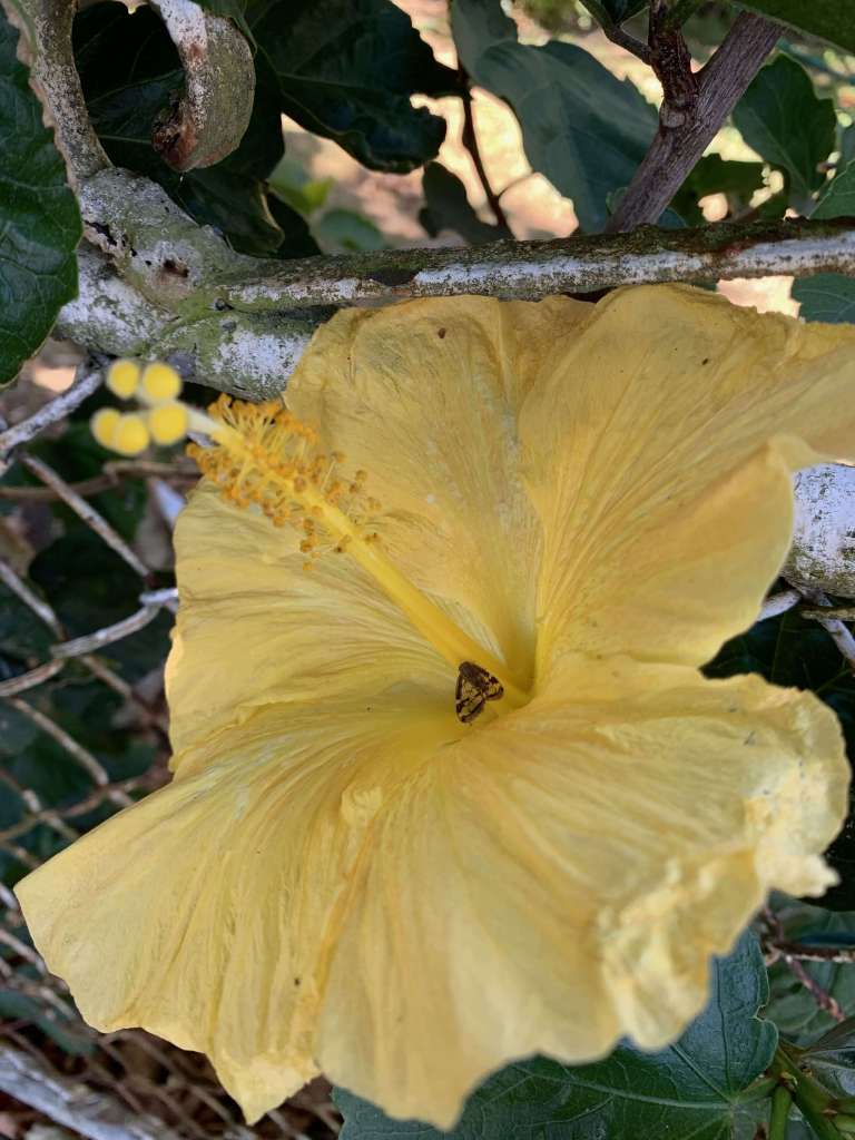 photo of a tiny bug sitting on a yellow hibiscus flower