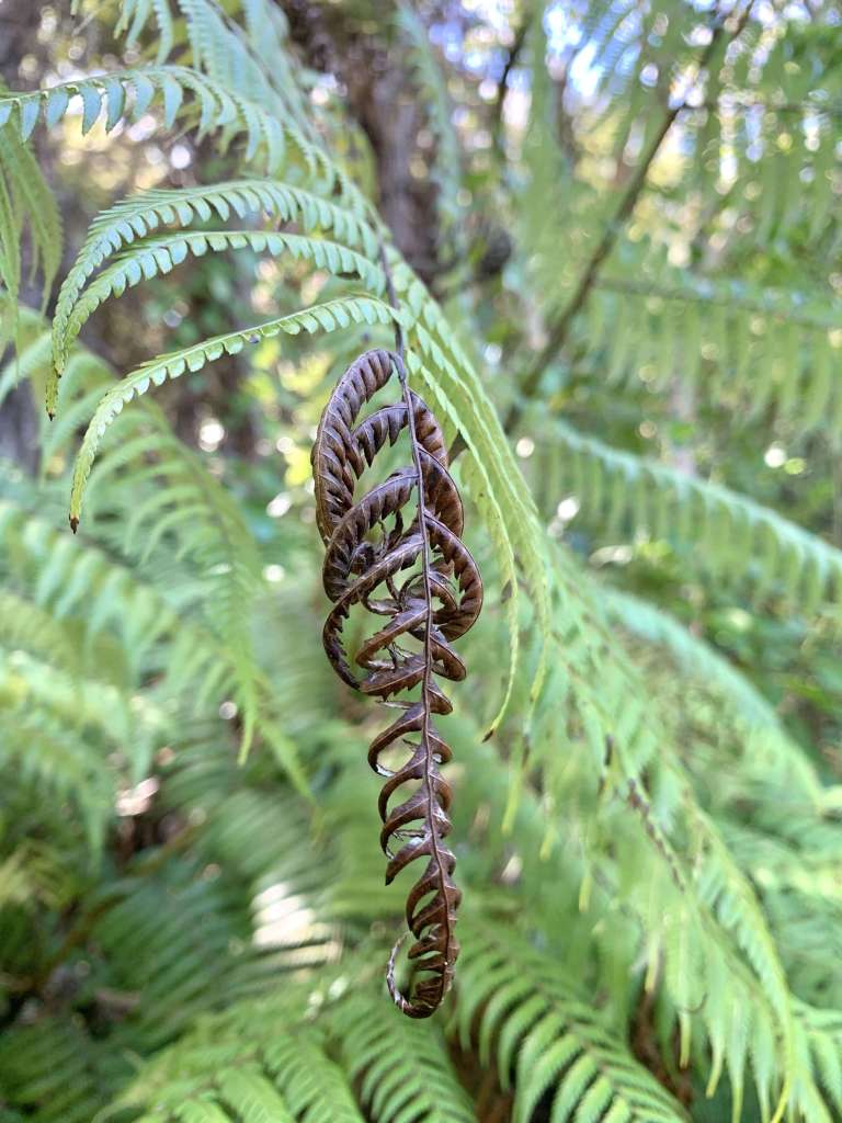 close up photo of a frond of a fern, partly dried and shrivelled while the rest of the frond is lush and green