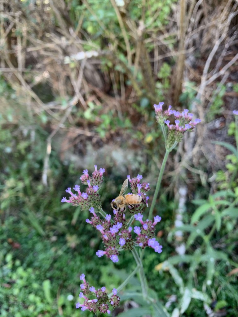 Close up photo of a bee in a bunch of flowers.  