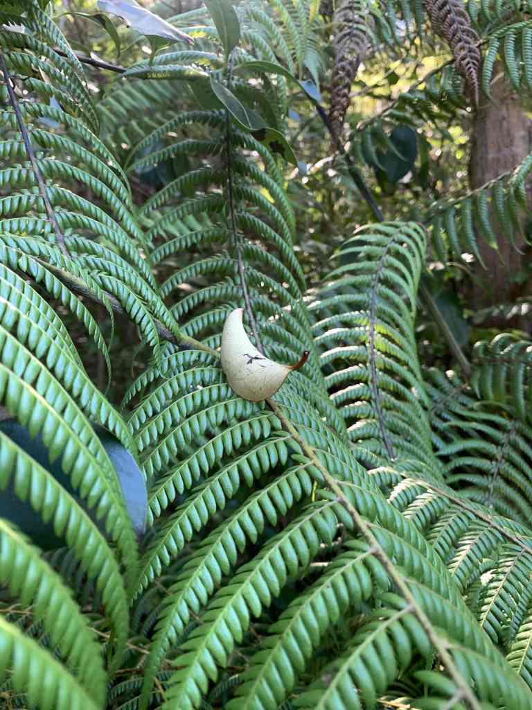 close up photo of a leaf on a fern