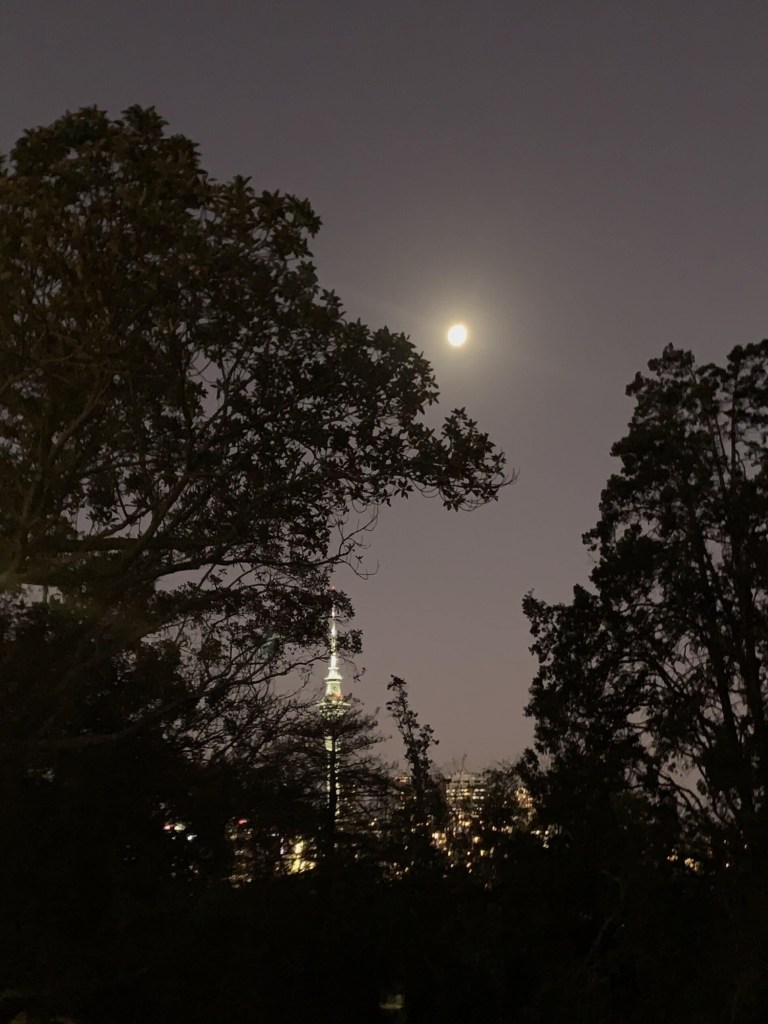 Photo of the Soy Tower in Auckland as seen through a canopy of trees, along with a nearly-full moon. 