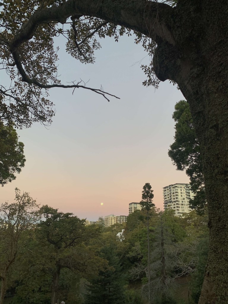 Photo of the moonrise, surrounded by tall buildings and trees. 