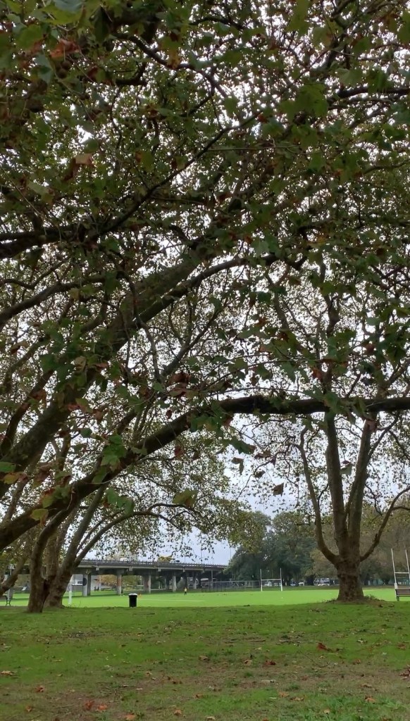 Photo of large trees, their leaves turning colour and dropping, with a mirror way overhead in the far distance.
