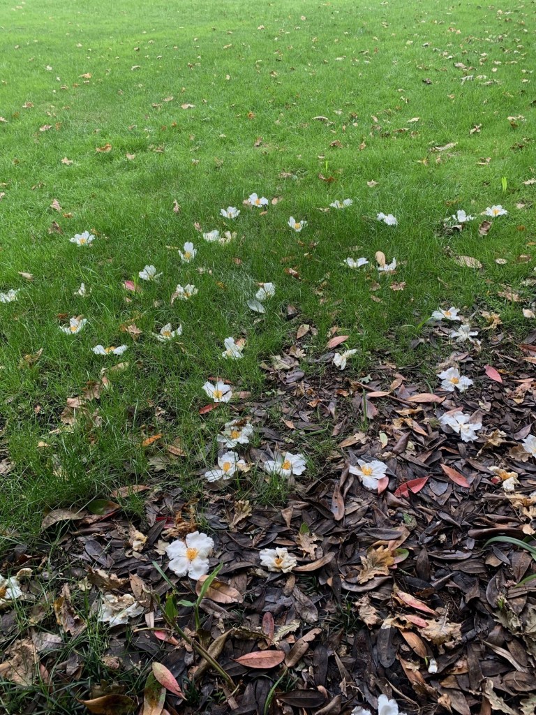Photo of white-petal flowers strewn on a green lawn., with dried and brown leaves along the edge. 
