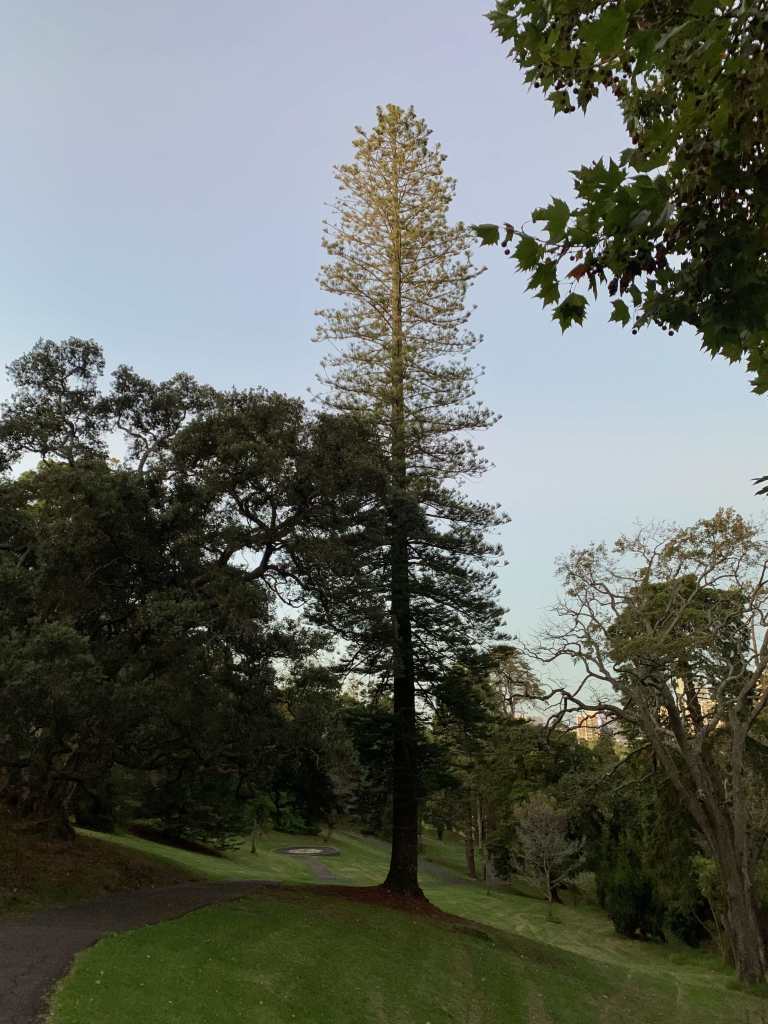 photo of a tall cyprus tree with its top lit up in the setting sunshine glow
