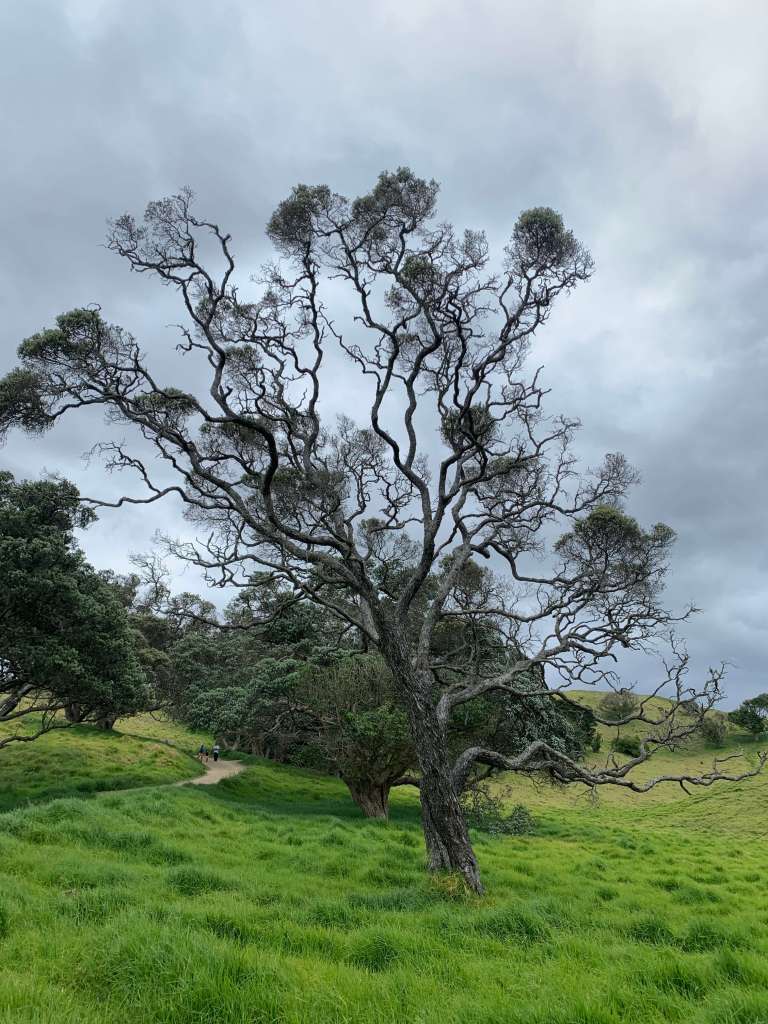 photo of an old, tall tree with its branches spread out wide