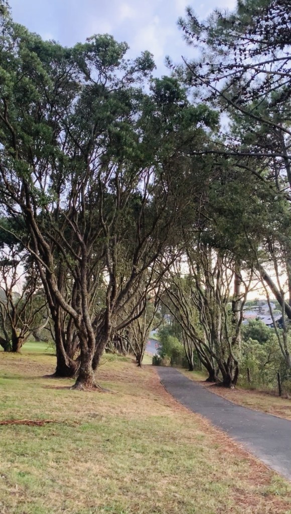 Photo of a walking path with tall gnarly trees on either side of it. 