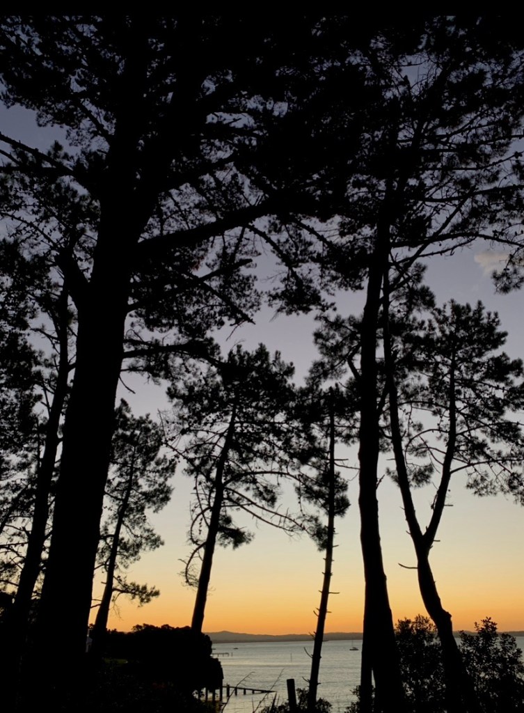 Photo of the setting in the background and the silhouettes of trees in the foreground. 