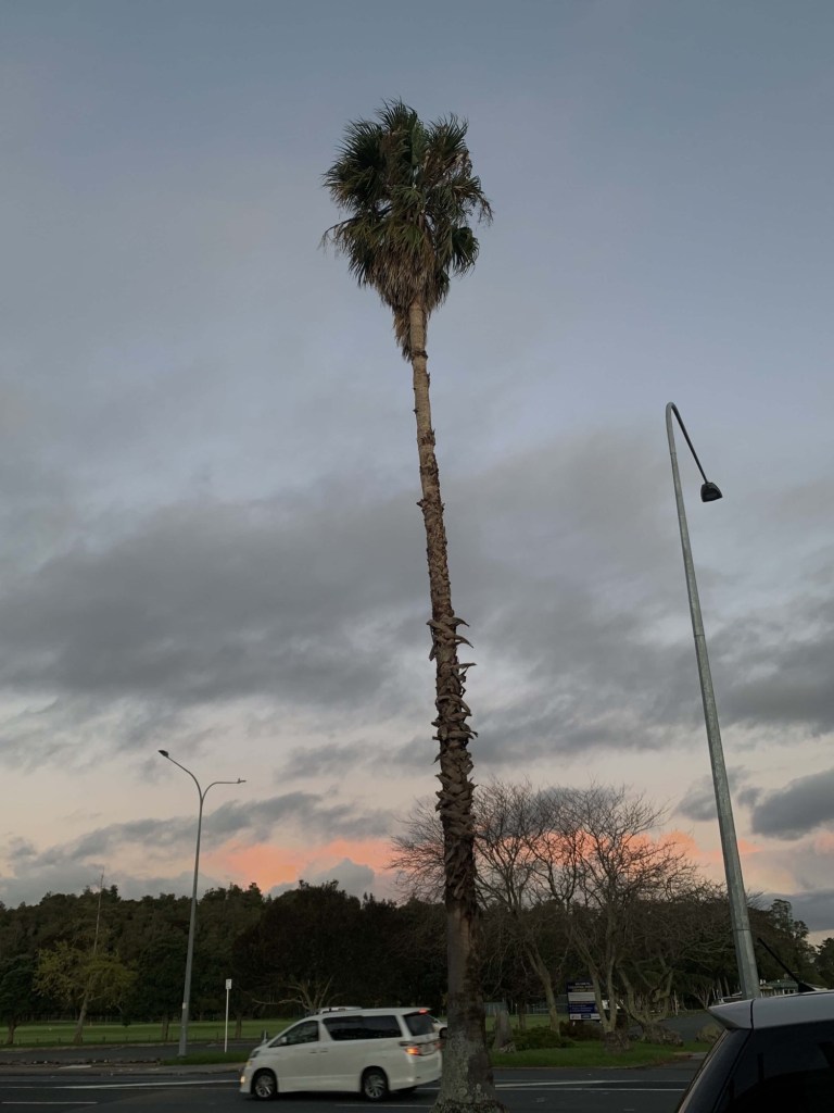 Photo of a tall light post and an even taller palm tree against the sunset in the background. 