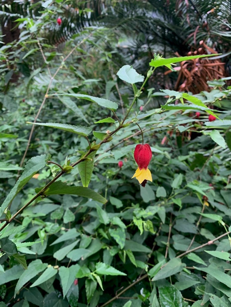Photo of a single, budding flower hanging from a tree’s branch.