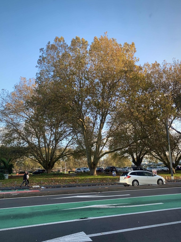Photo of large deciduous tree, with vibrant orange leaves on the tree as well as strewn on the ground.