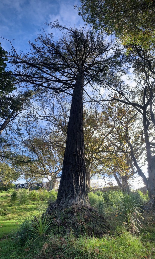 Panoramic photo of a tall tree surrounded by more trees. 