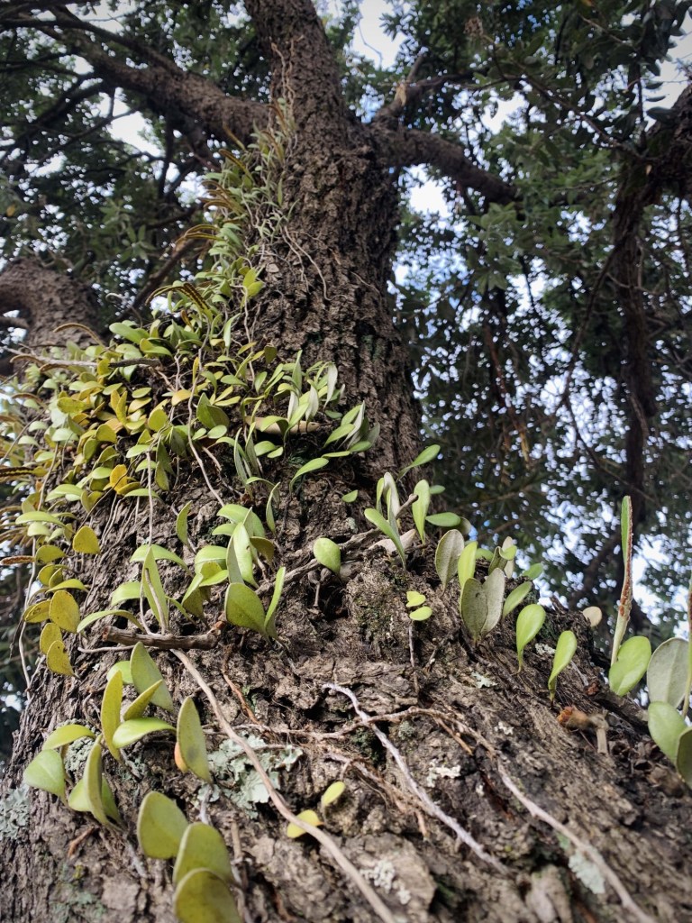 Photo of a fern drowning on the bark of an old tree. 
