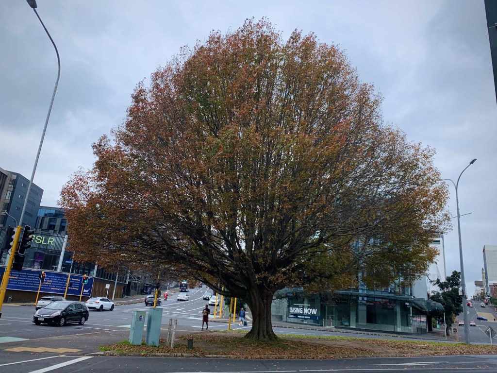 Photo of a large deciduous tree full of brown leaves and some scattered on the ground.