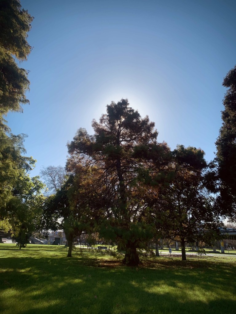 Photo of a large tree in the morning, with the sun forming a halo behind its top edge.