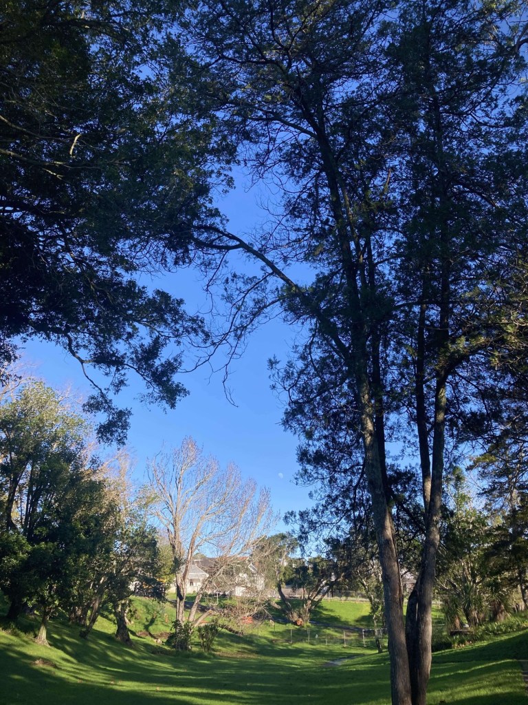 Photo of a clearing in a park, with tall trees. It’s morning and there’s a clear blue sky and the full moon from the night before. 