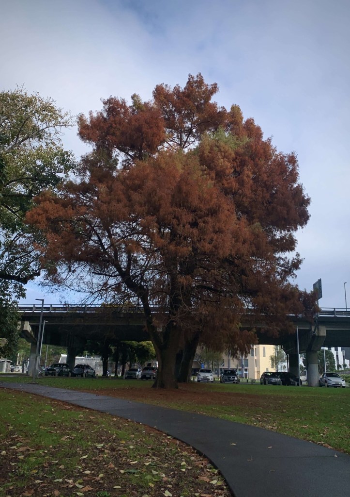 Photo of a brown-leaf tree in a park, next to a foot path. 
