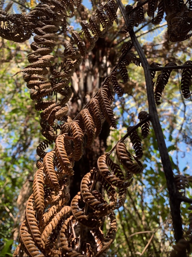 Photo of a branch of dried up, shrivelling fern leaves. 