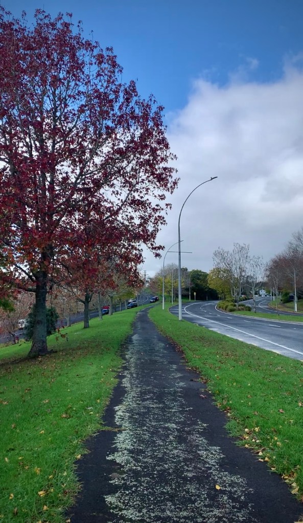 photo of a walking path that's wet and surrounded by a mix of green, brown, and leafless trees