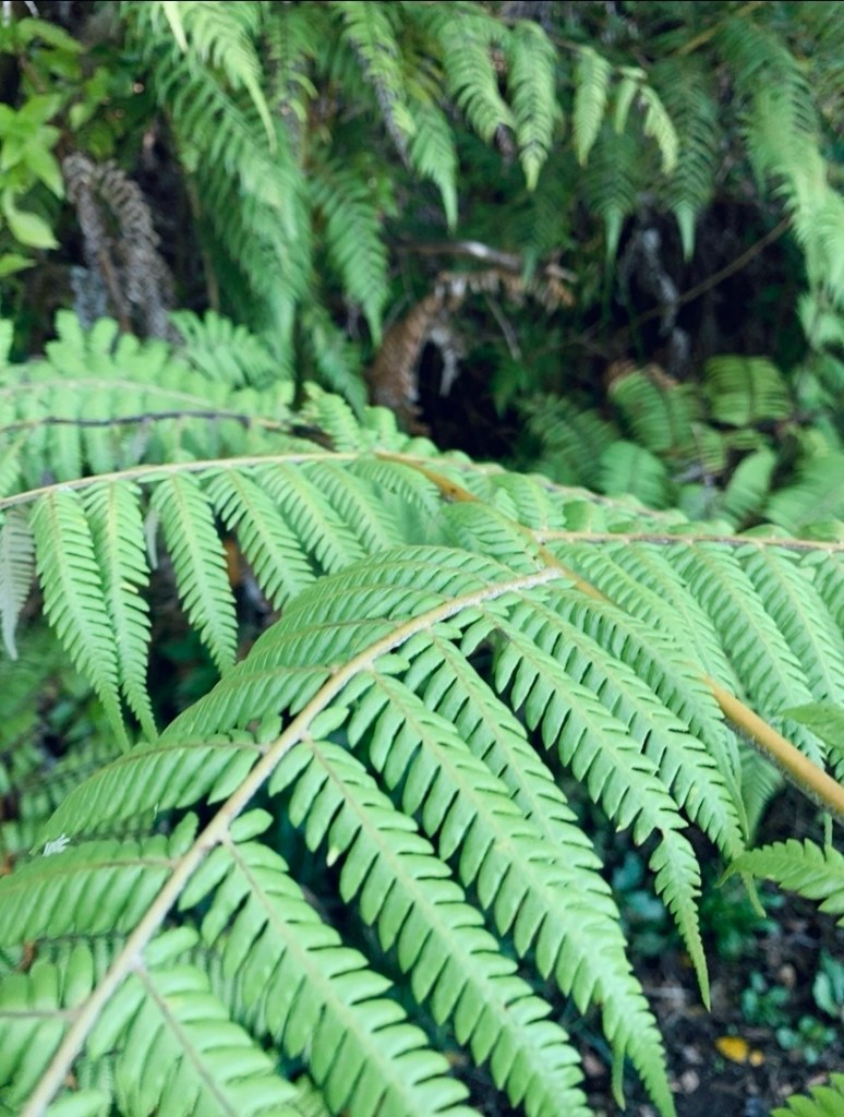 Close up photo of a vibrant, green fern tree. 