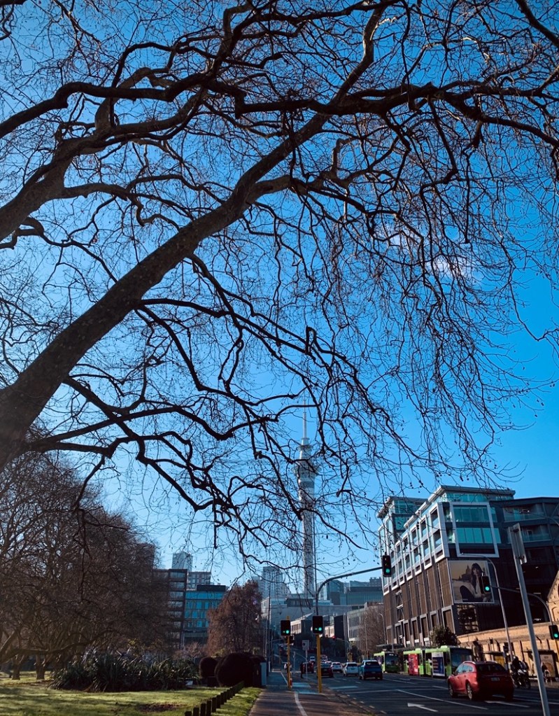 Photo of the Sky City tower as seen from the street, tree branches covering most of the tower from view.