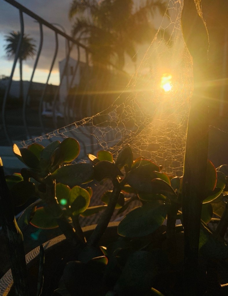 Photo of a jade plant with a spider’s web cooling around it and the sunset streaming through it. 
