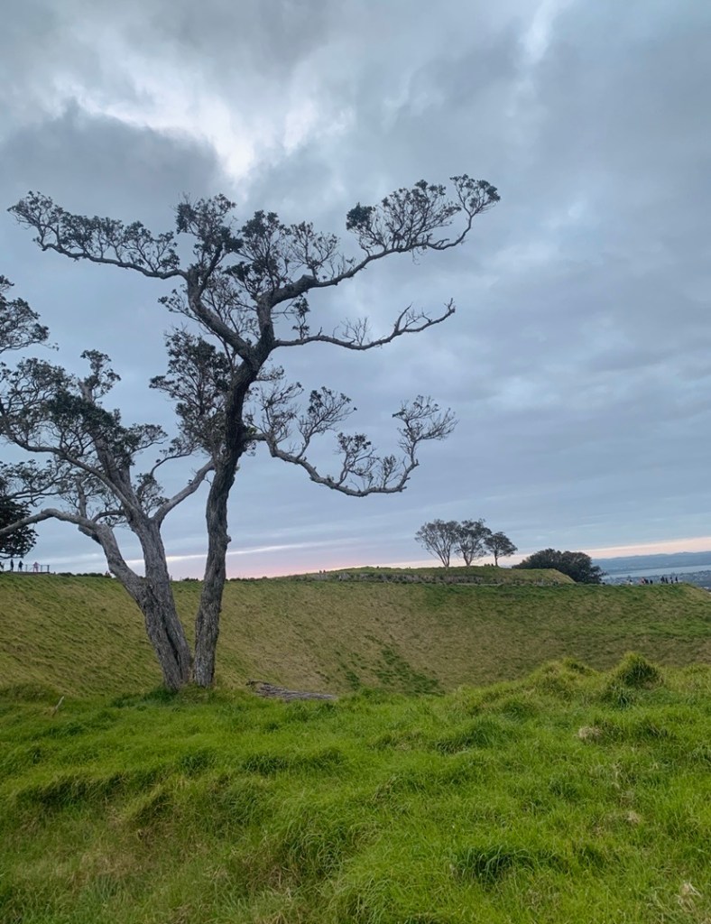 Photo of a slender tree on Mt. Eden summit. 