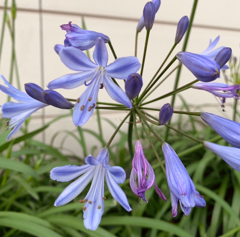 Close up photo of a bunch of purple agapanthus flowers. 