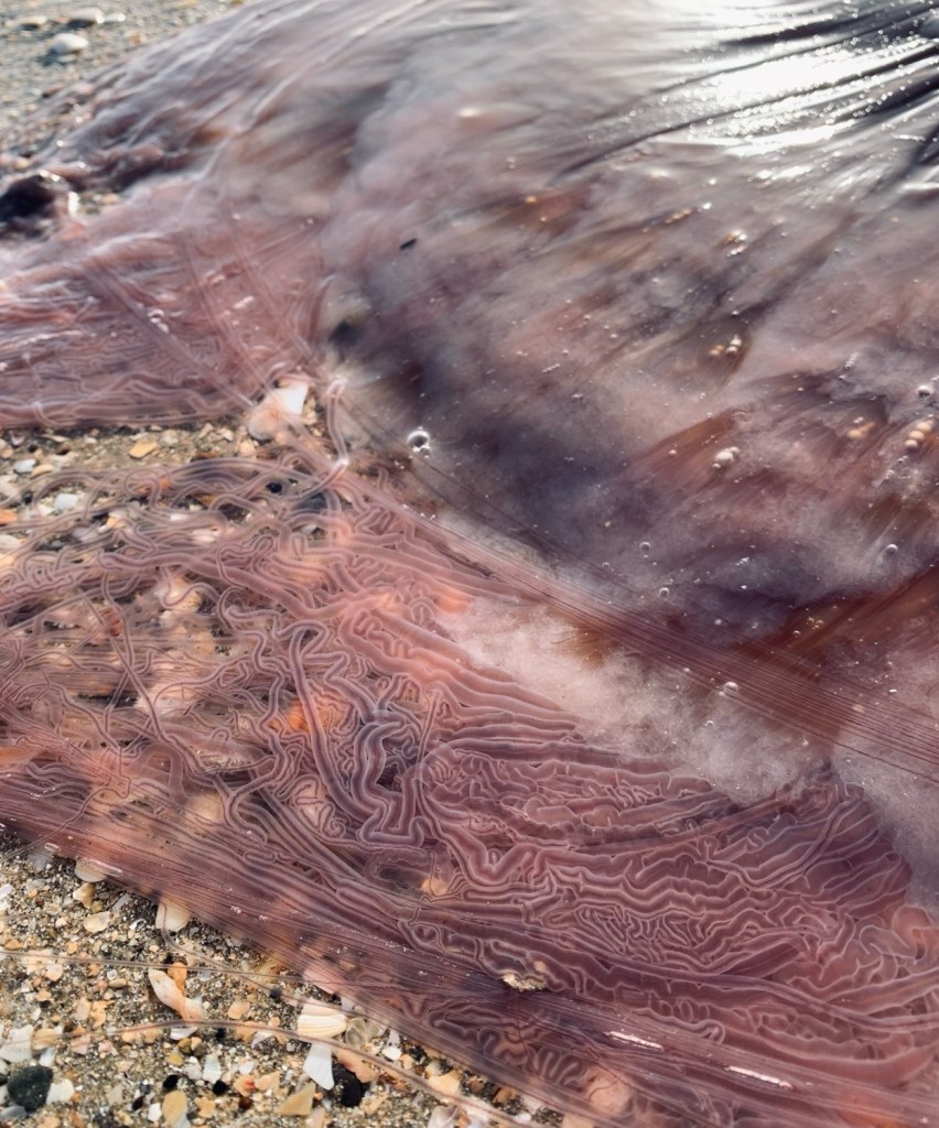 Close up photos of the tentacles of a large jellyfish.