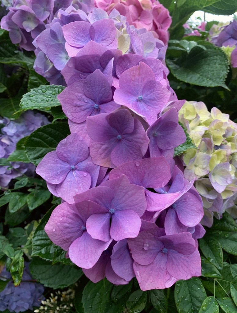 Photo of a bunch of purple hydrangeas. 