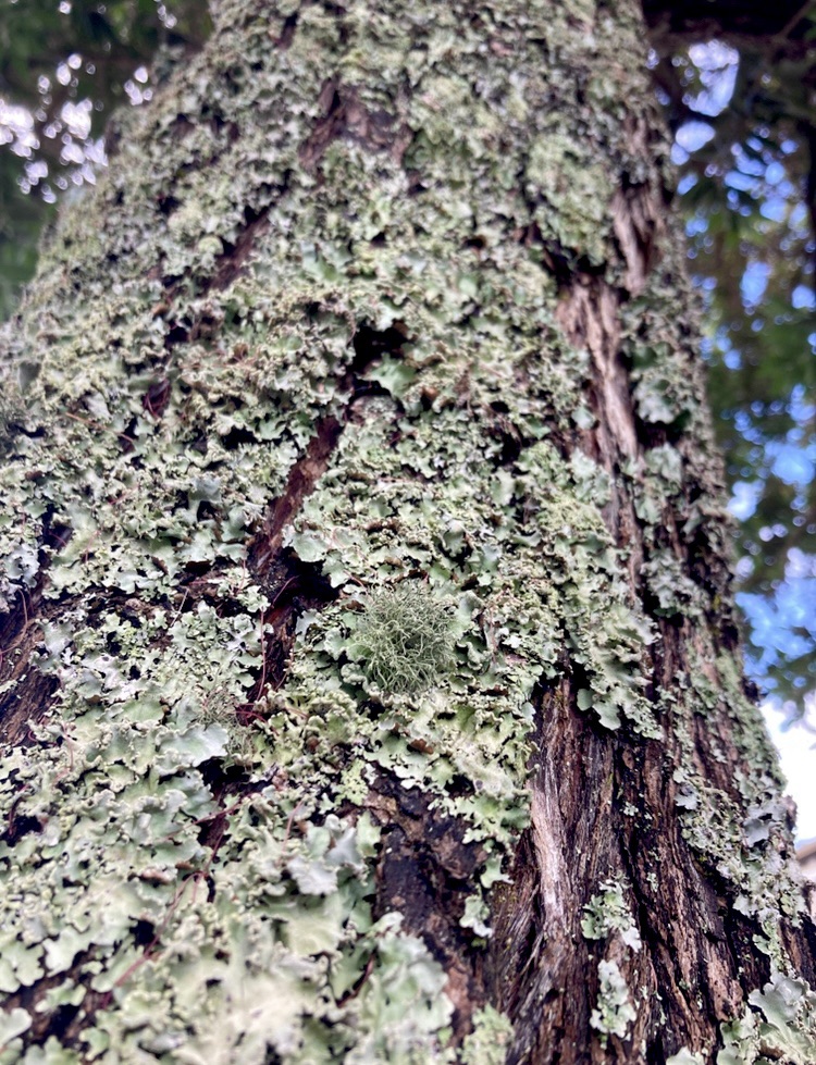 Close up photo of moss on an oak tree bark. 