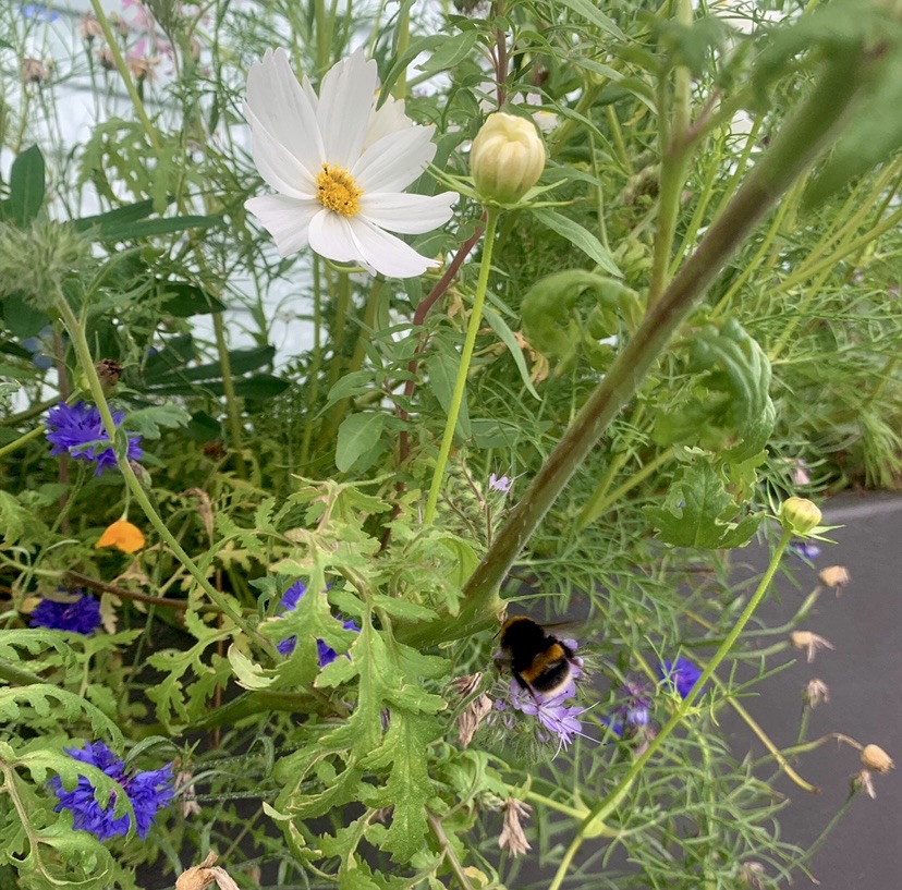 Photo of a big bee on a bunch of flowers.