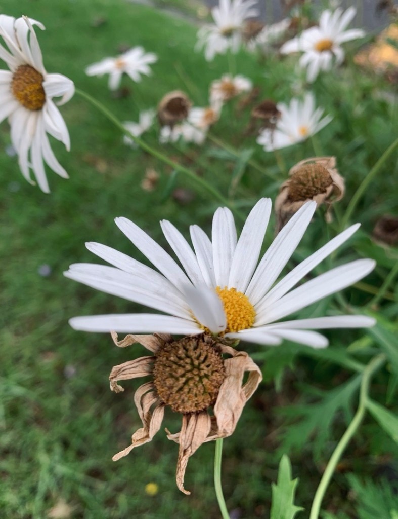 Close up photo of two daisies in a bush, one shrivelled and dying, the other fresh in bloom. 