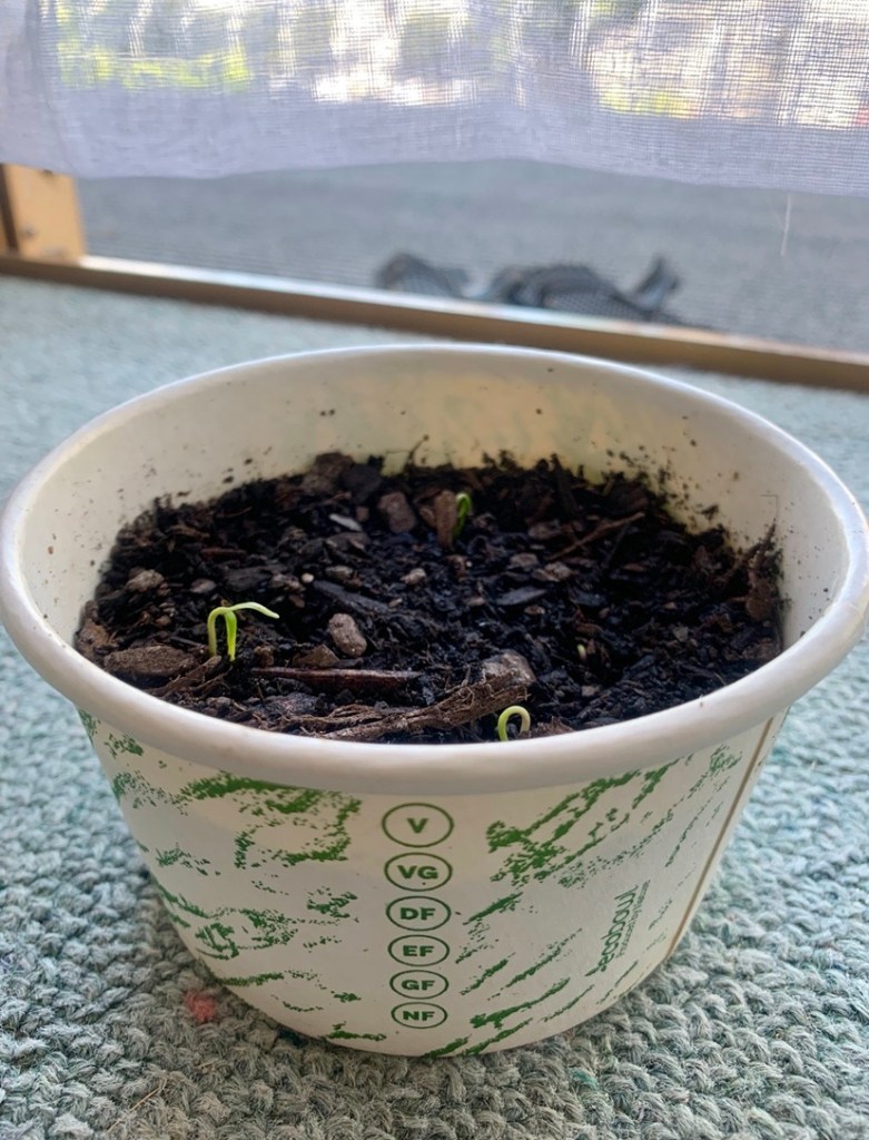 Close up photo of chilli seeds sprouting from the soil, in a compostable takeaway container.